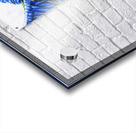 Ready to Soar Acrylic print