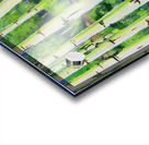 Aspens 1 Acrylic print