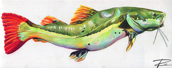 Red Tail Catfish I Print