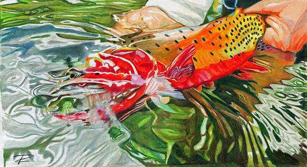 Colorado River Cutthroat Print