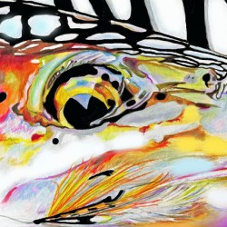 Steelhead with Streamer