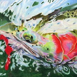 Scarlett O Steelhead