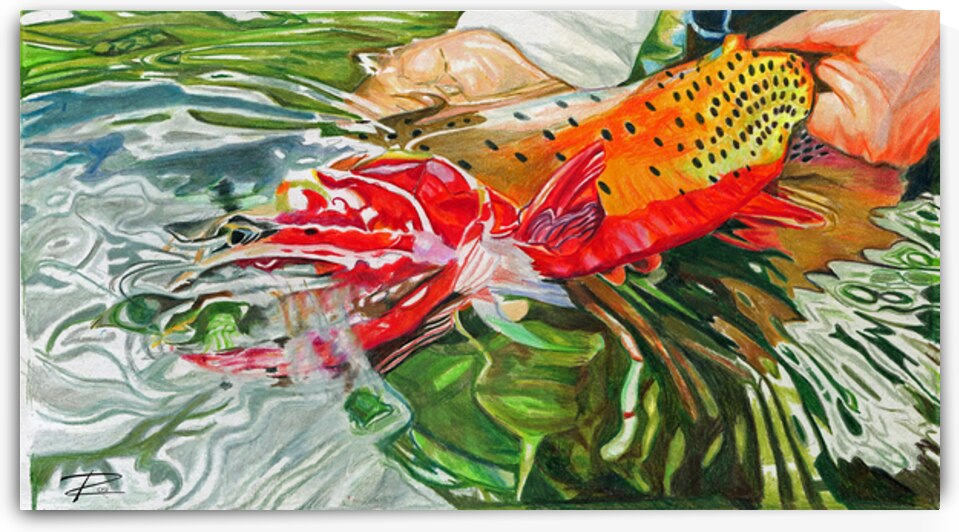 Colorado River Cutthroat by Rosi Oldenburg