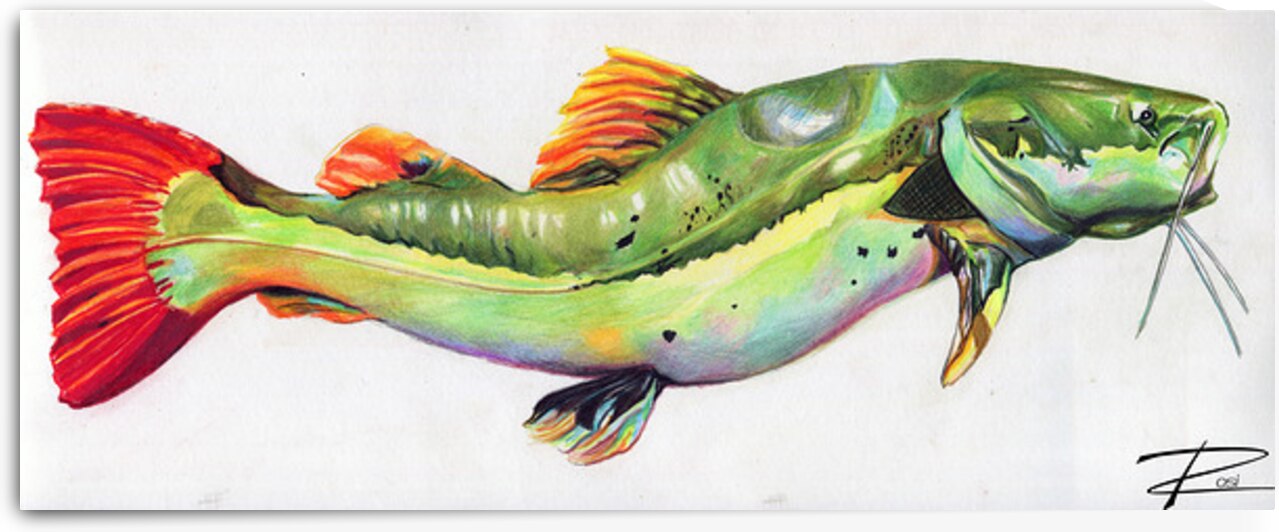 Red Tail Catfish I by Rosi Oldenburg