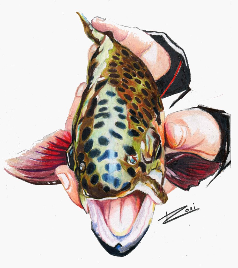 Red Tail Catfish I” – Rosi Oldenburg Fine Art
