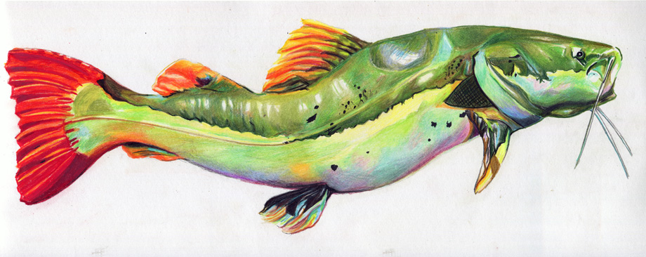 'Red Tail Catfish I' by Rosi Oldenburg