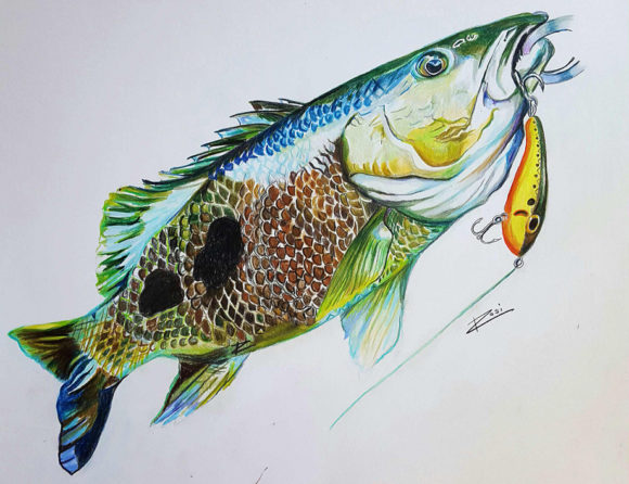 “Spot Tail Bass” – Rosi Oldenburg Fine Art