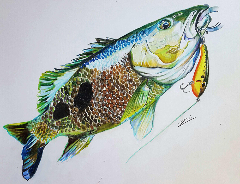 'Spot Tail Bass' by Rosi Oldenburg